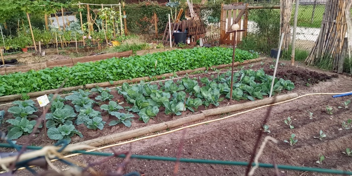 How a Backyard Garden Sparked a Movement in an Urban Food Desert